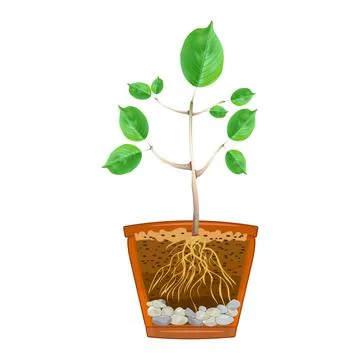 Flowerpot cross section. Seedling with root system in cutaway flower pot. Stock Illustration