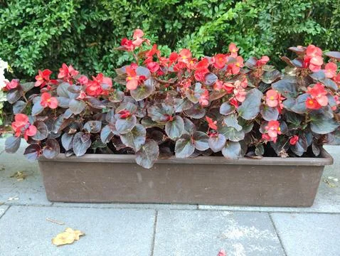 Flowerpot decor Stock Photos