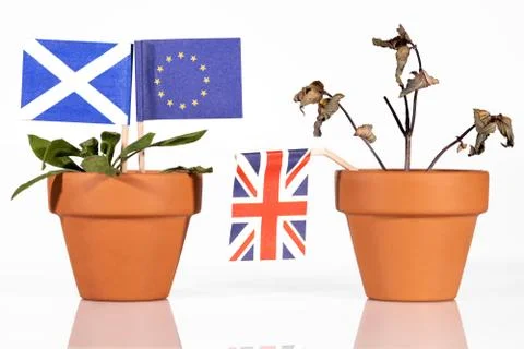Flowerpot with different flags, concept impacts of the brexit 스톡 사진