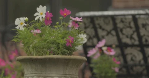 FlowerPot Stock Footage 88838527