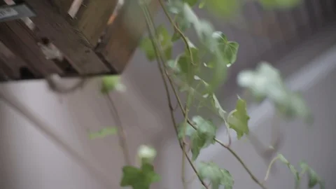 Flowerpot indoors Stock Footage 90360891
