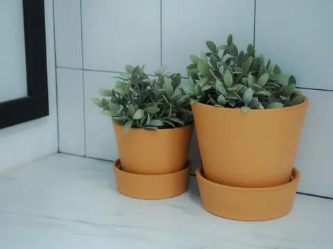 Flowerpot in the kitchen Foto stock