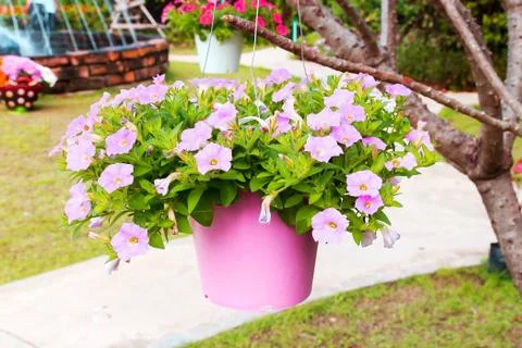 Flowerpot Foto stock