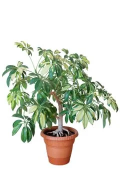 Flowerpot Stock Photos