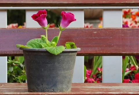 Flowerpot Stock Photos