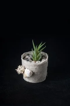 Flowerpot Stock-Fotos