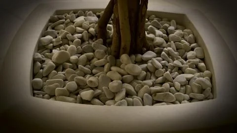 Flowerpot with small rocks and tree Stock Photos