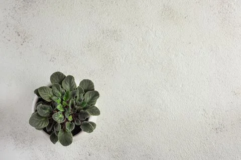Flowerpot on a white background. Stock Photos