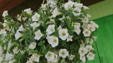 Flowerpot with White Flowers Stock Footage 76534249