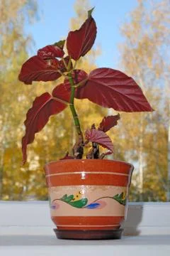 Flowerpot on a window sill Stock Photos
