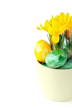 Flowerpot of yellow crocus with Easter eggs on white isolated background Stock Photos