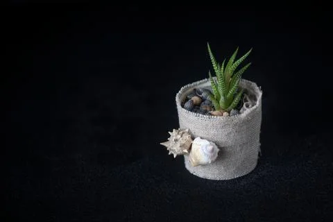 Flowerpot2 Stock Photos