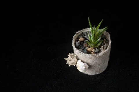 Flowerpot3 Stock Photos