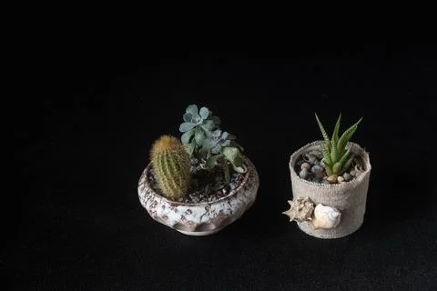 Flowerpot4 Stock-Fotos