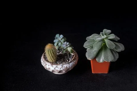 Flowerpot5 Stock Photos