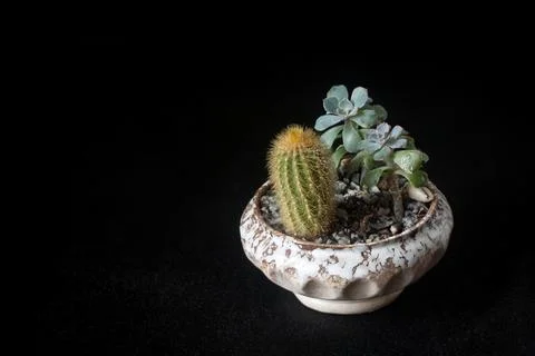 Flowerpot6 Stock Photos