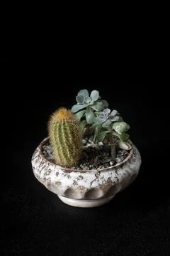 Flowerpot7 Stock-Fotos