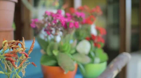 Flowerpots Stock Footage 10772457