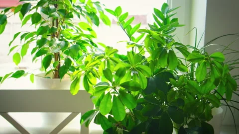 Flowerpots on the windowsill in the sun. Selective focus. Stock Footage 171712345