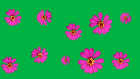 Flowerrotary Stockbeeldmateriaal 229749686