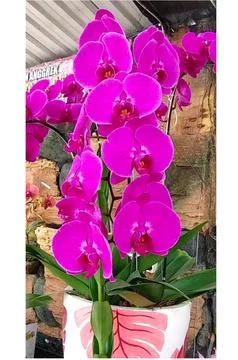 Flowerrs Foto stock