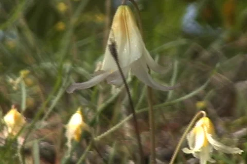 Flowers 01 Видео 356720