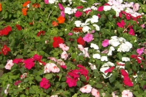 Flowers 01 Stock Footage 671235