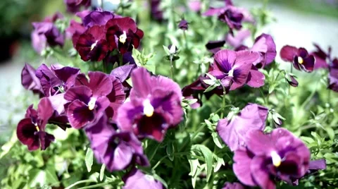 Flowers 01 Stock Footage 8688231