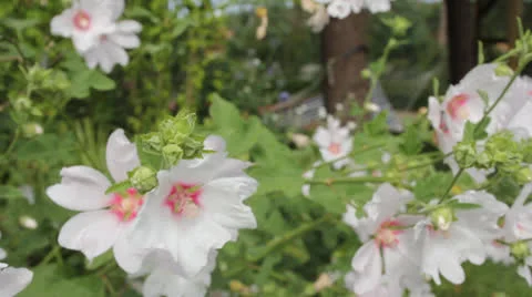 Flowers 01 Video stock 22497018