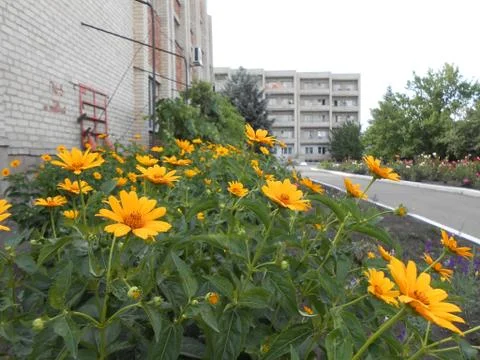 Flowers 01 Foto stock