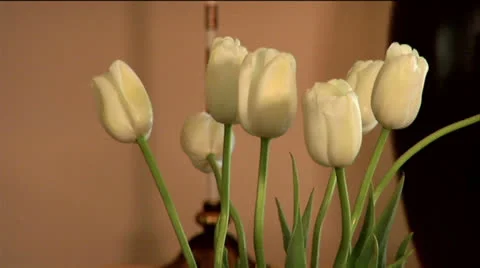 Flowers 01-pond 5 720 Stock Footage 24237657