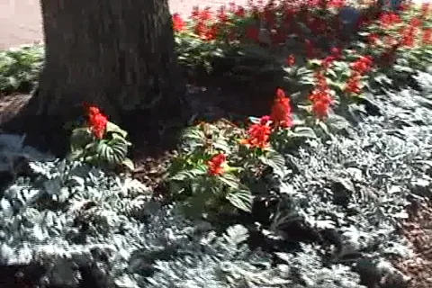 Flowers 02 Stock Footage 671249