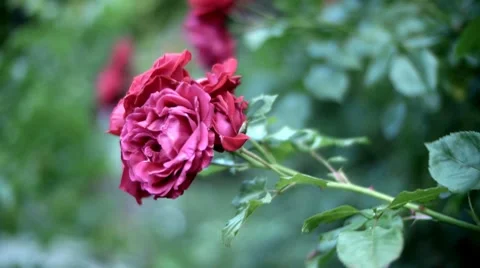 Flowers 02 Stock Footage 8688236