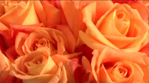 Flowers 02-pond 5 720 Stock Footage 24237677