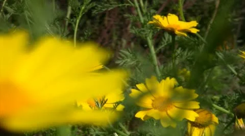 Flowers 03 Dolly Goldfields L Stock Footage