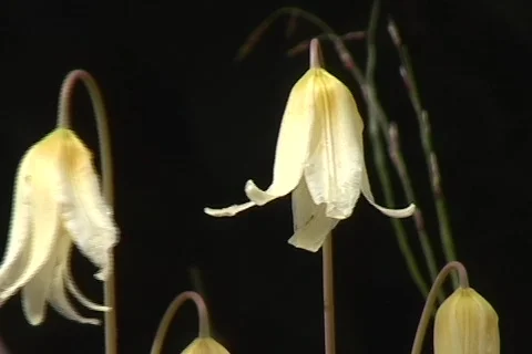 Flowers 03 Stock Footage 356725