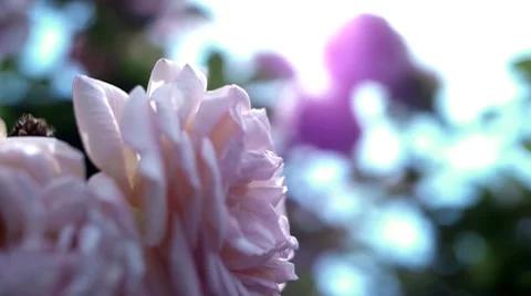 Flowers 03 Stock Footage 8688240
