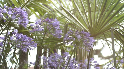 Flowers 03 Stock Footage 22497066