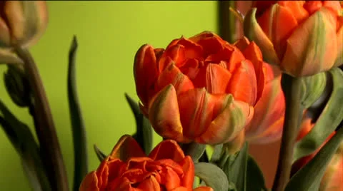 Flowers 03-pond 5 720 Stock Footage 24237692