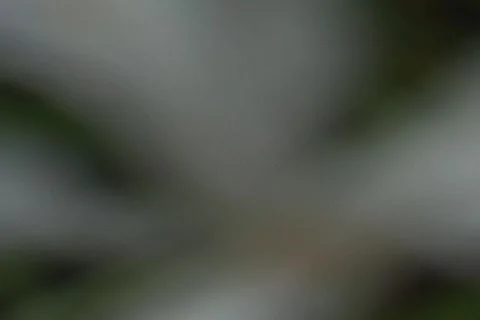 Flowers 04 Stock-Footage 356733