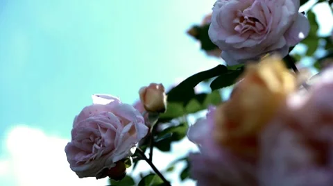 Flowers 04 Stock Footage 8688244