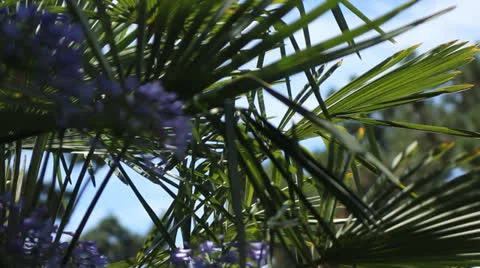 Flowers 04 Video stock 22497144