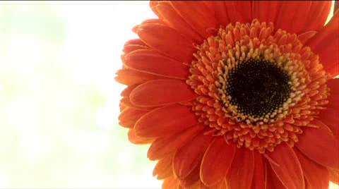 Flowers 05-pond 5 720 Stock Footage 24237730