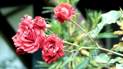 Flowers 06 Stock Footage 8688249