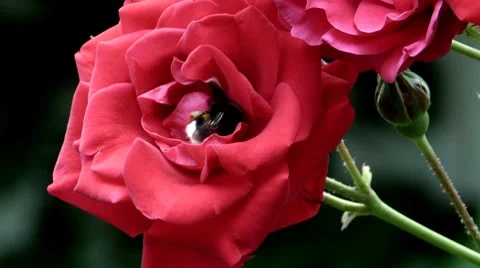 Flowers 07 Stock Footage 8688253