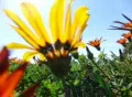 Flowers 1 Dolly Shot Loop Web Footage