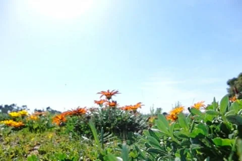 Flowers 1 Dolly Shot Loop Stock Footage