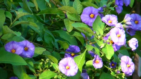 Flowers 1 Stock Footage 488860