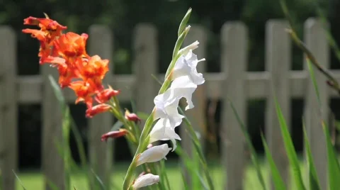 Flowers 1 Stock Footage 760952