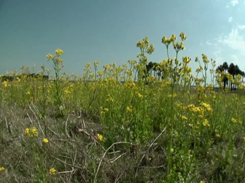 Flowers 1 Stock Footage 8694070
